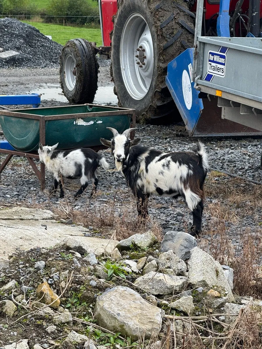 Pygmy Goats - Image 2