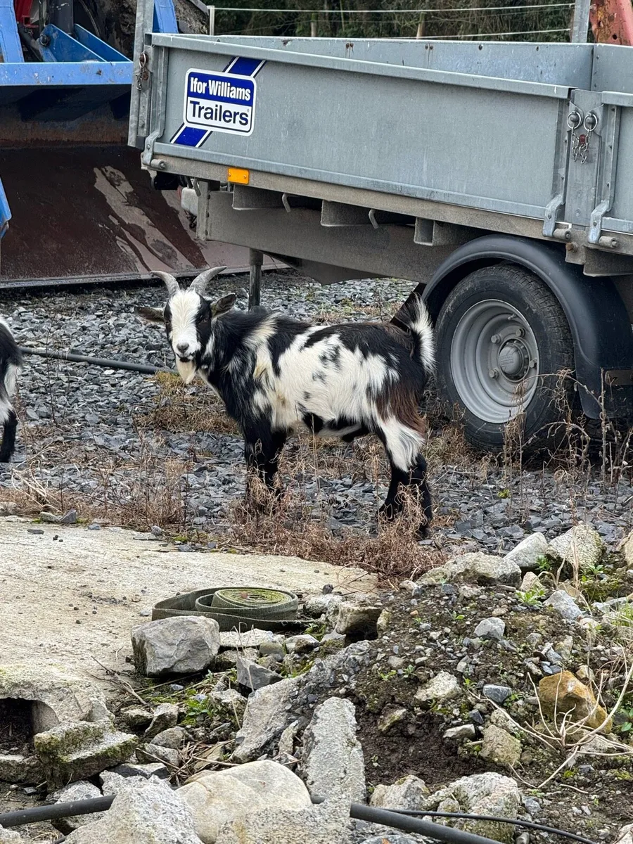 Pygmy Goats - Image 1