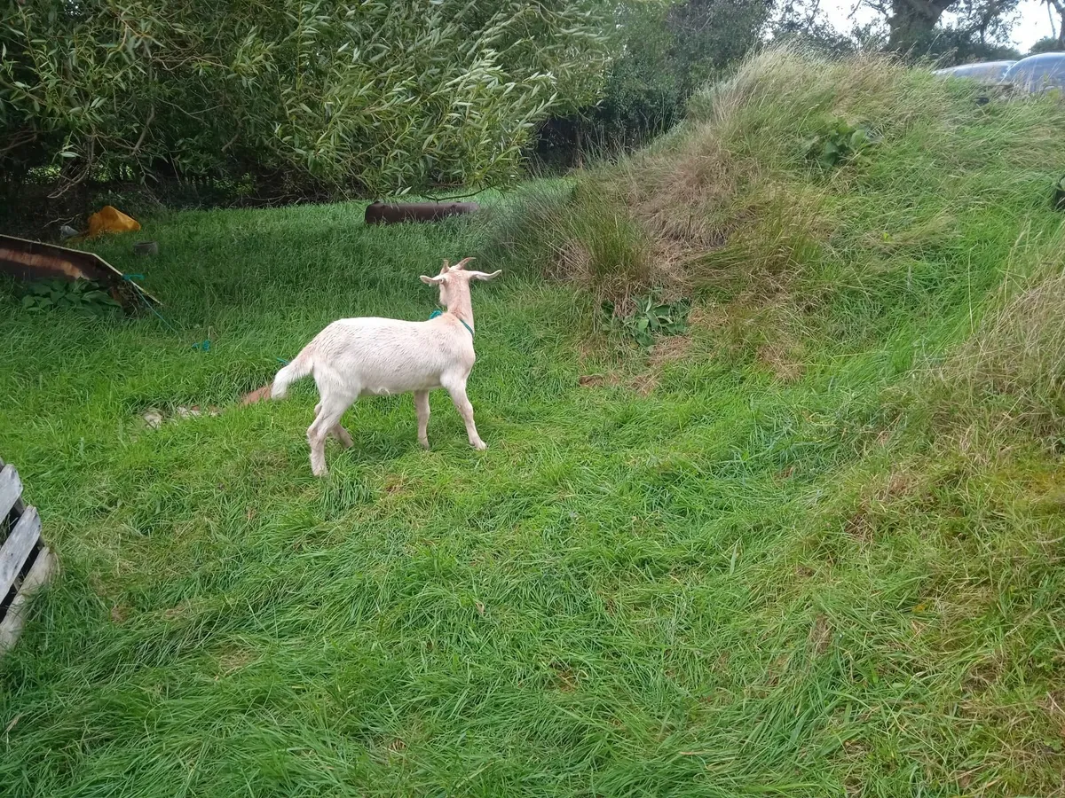 goat for sale