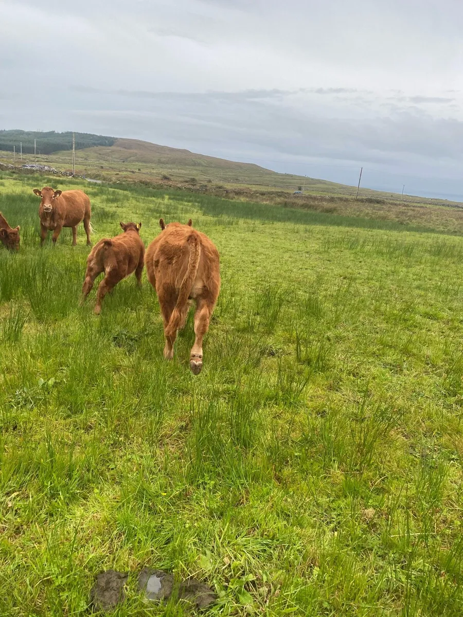 Livestock - Image 4