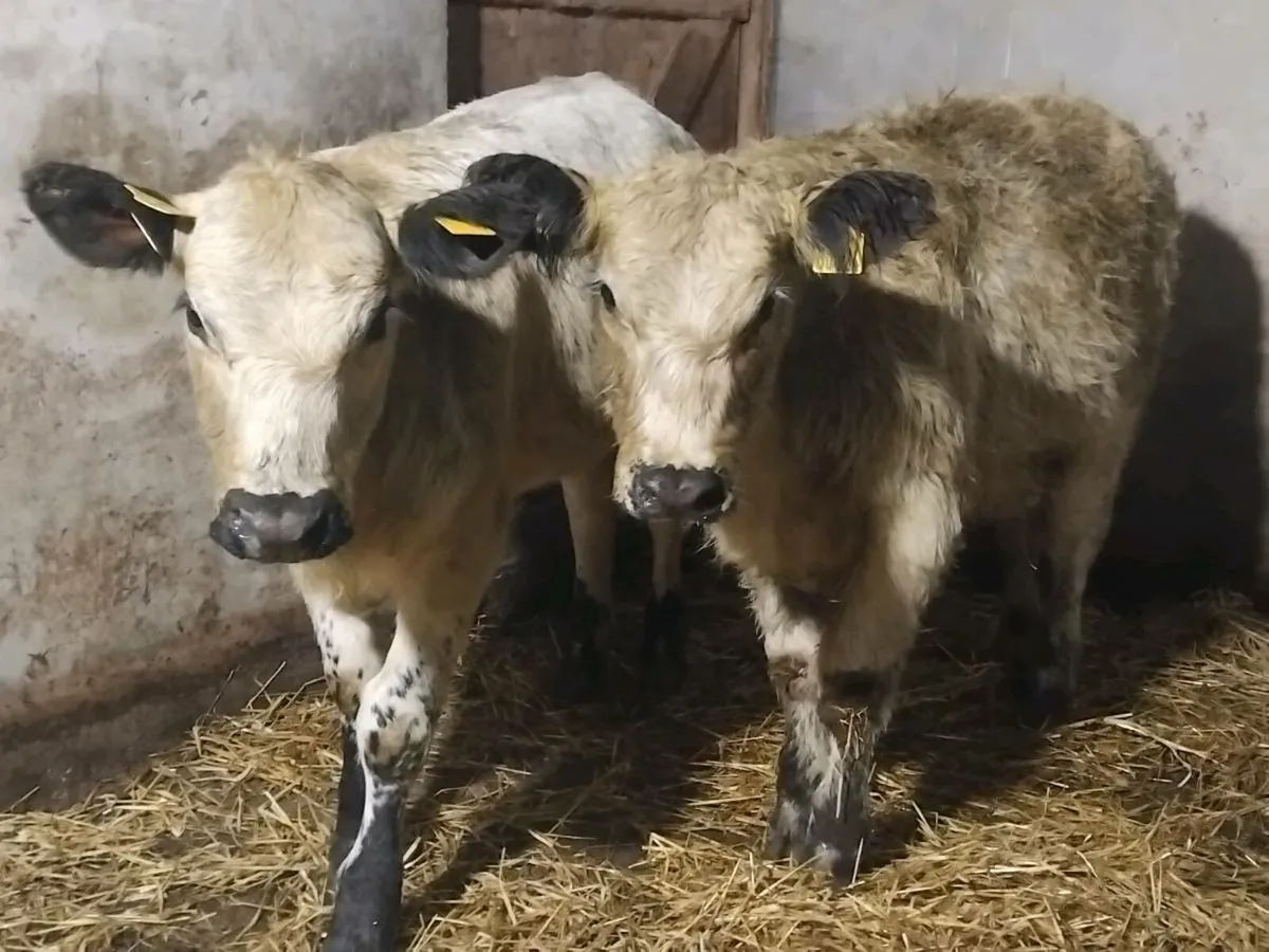 2 Purebred Speckle Park Weanling Heifers - Image 2