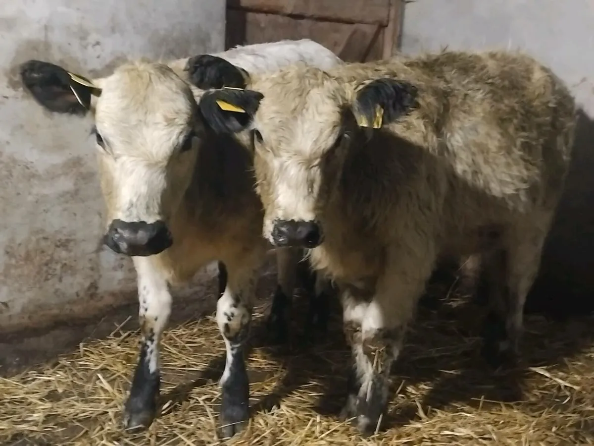 2 Purebred Speckle Park Weanling Heifers - Image 1