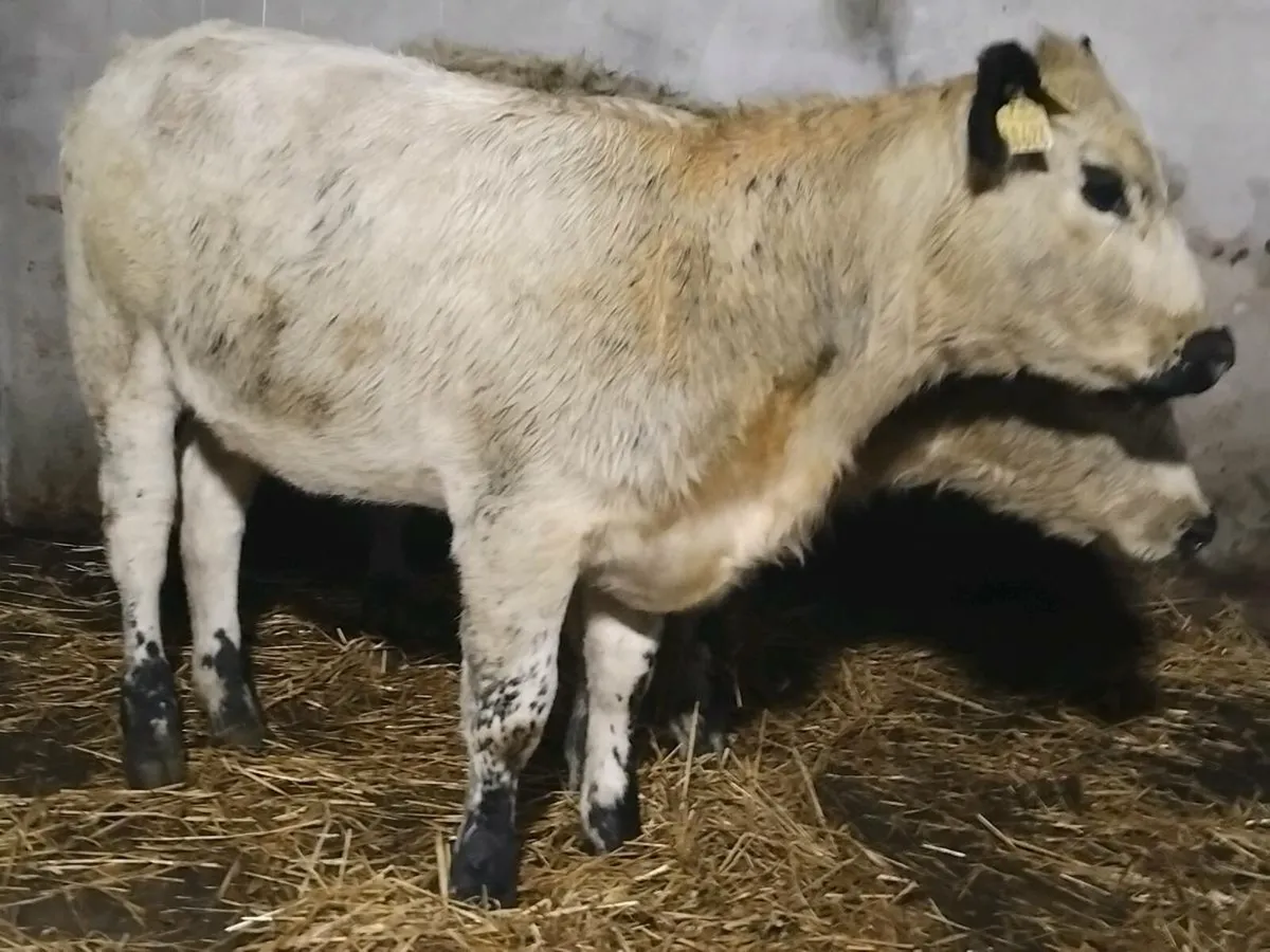 2 Purebred Speckle Park Weanling Heifers - Image 3