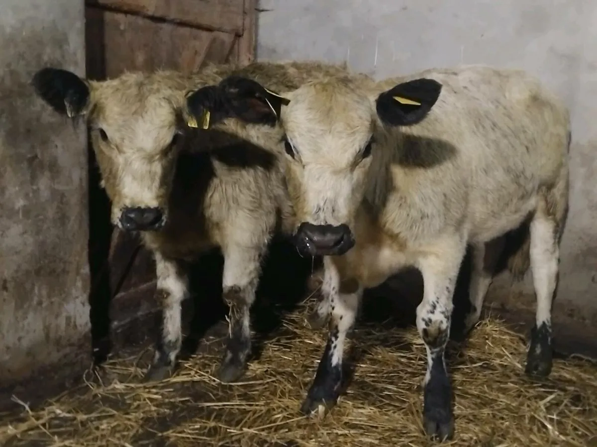 2 Purebred Speckle Park Weanling Heifers - Image 4