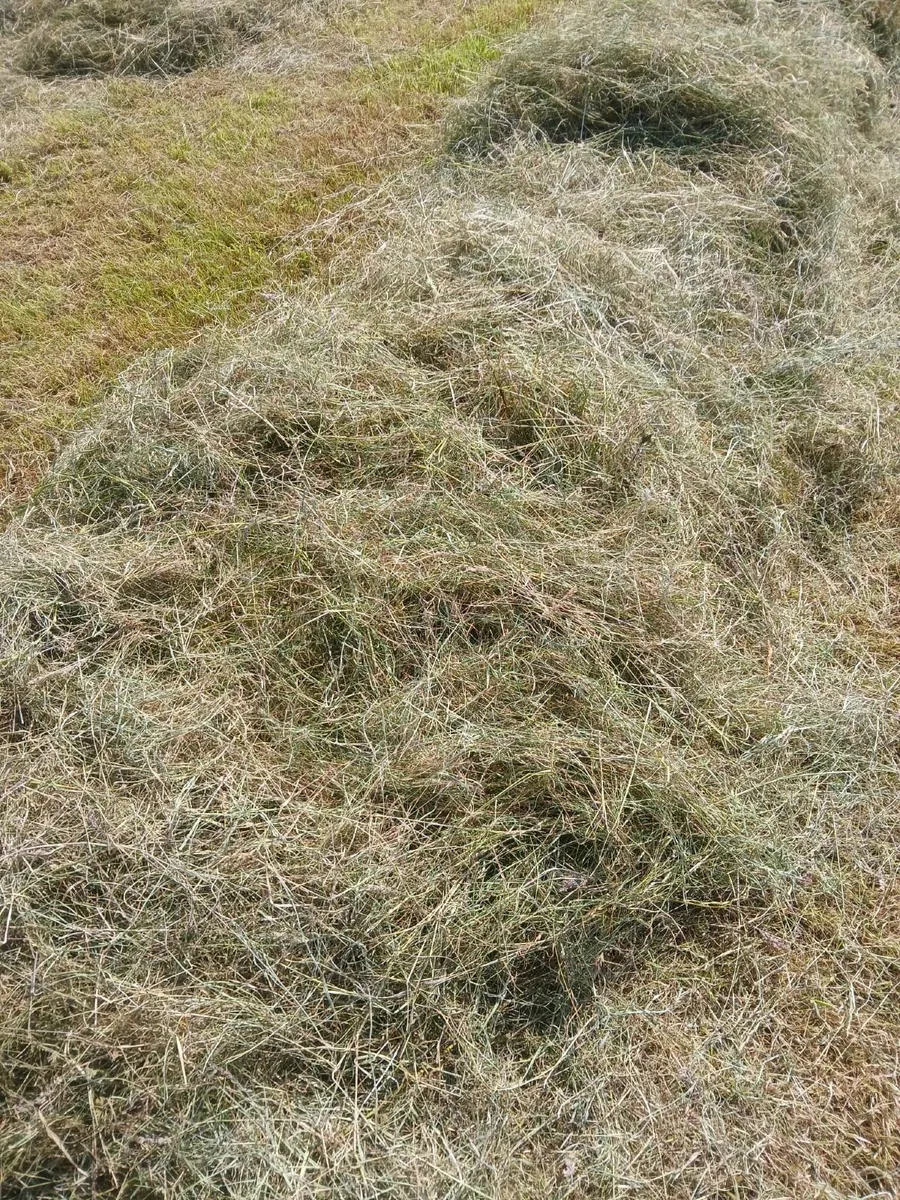 Hayilage - Image 3