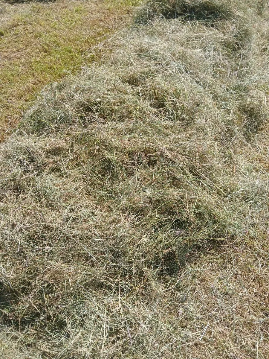 Hayilage - Image 4