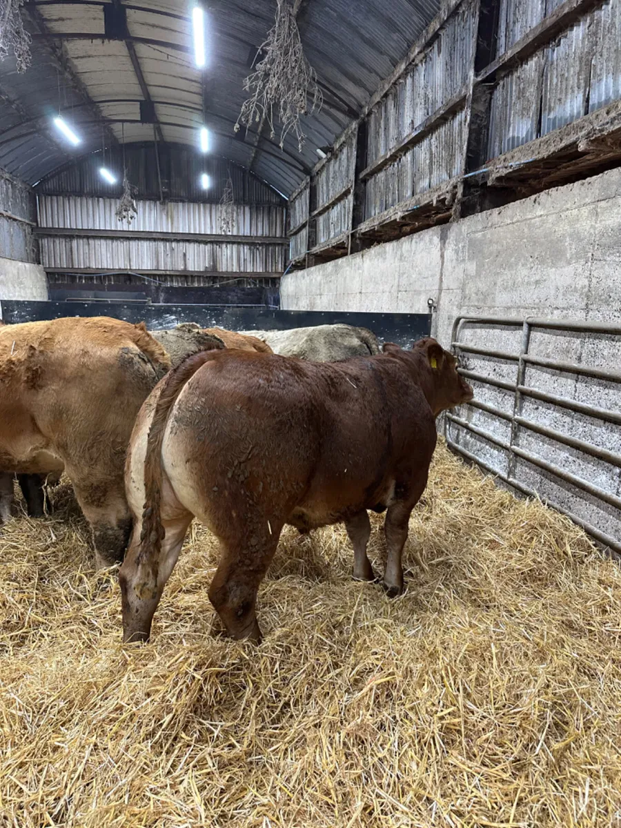Lim and Charolais bullocks - Image 4