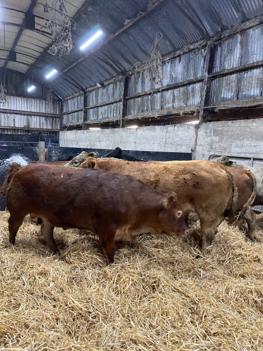 Lim and Charolais bullocks - Image 3