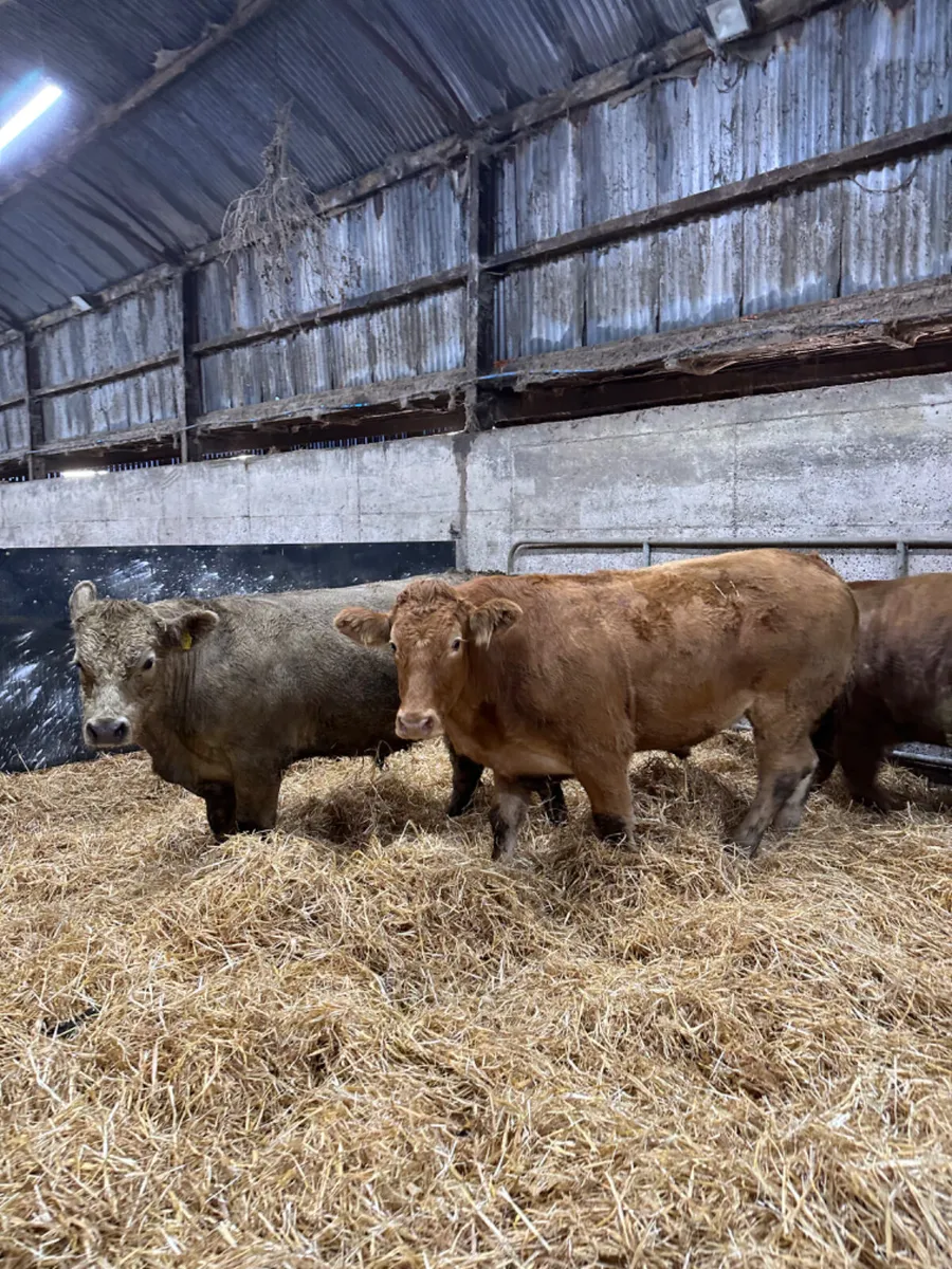 Lim and Charolais bullocks - Image 1