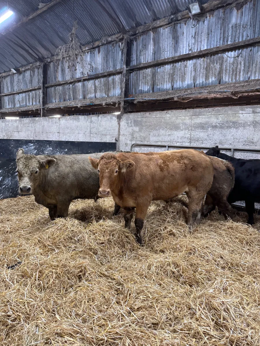 Lim and Charolais bullocks - Image 2
