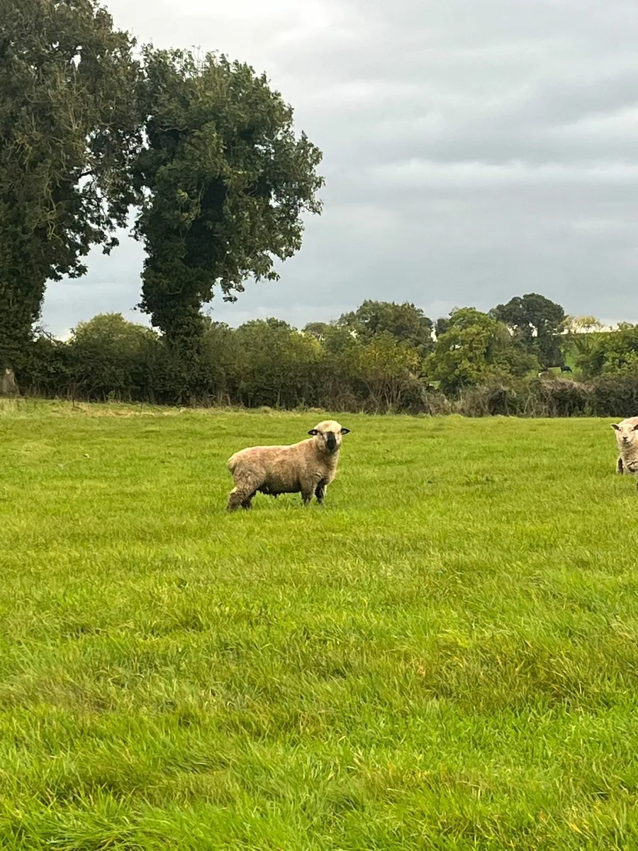 Sheep - Image 1