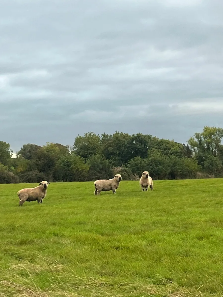 Sheep - Image 2
