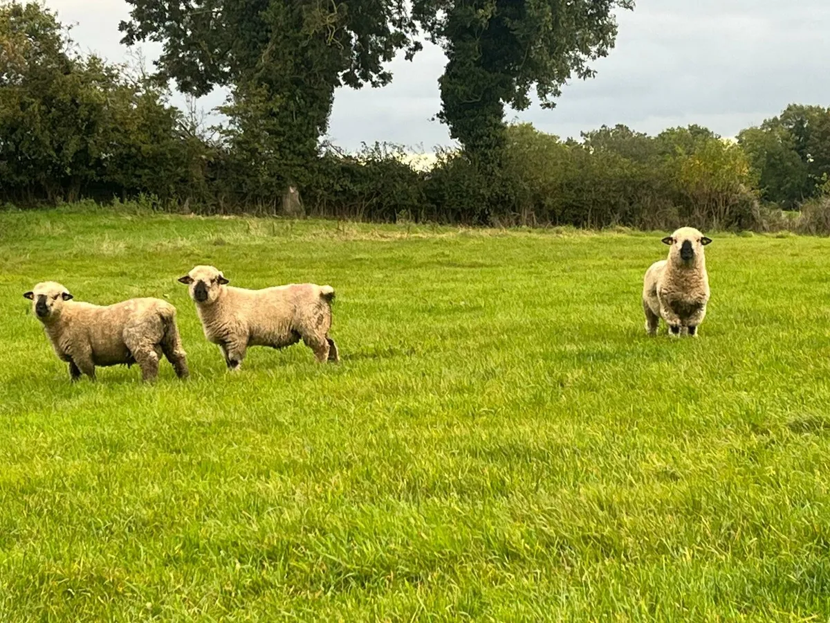 Sheep - Image 3