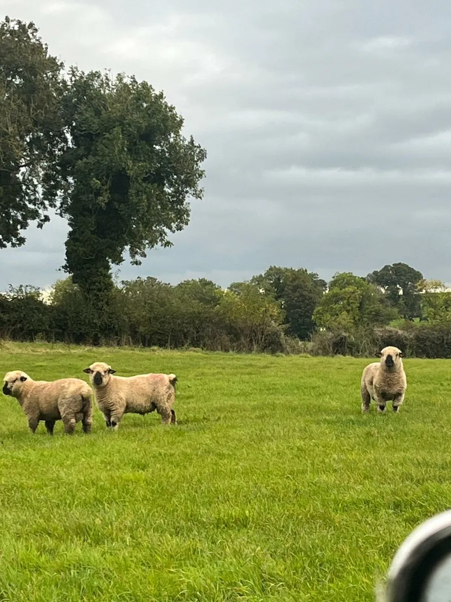 Sheep - Image 4
