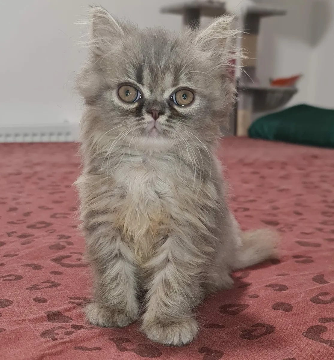 Kittens - Image 3