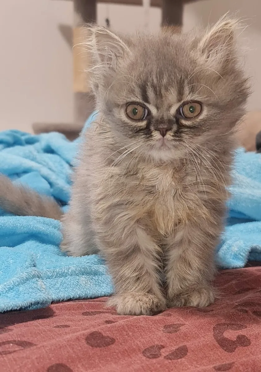 Kittens - Image 2