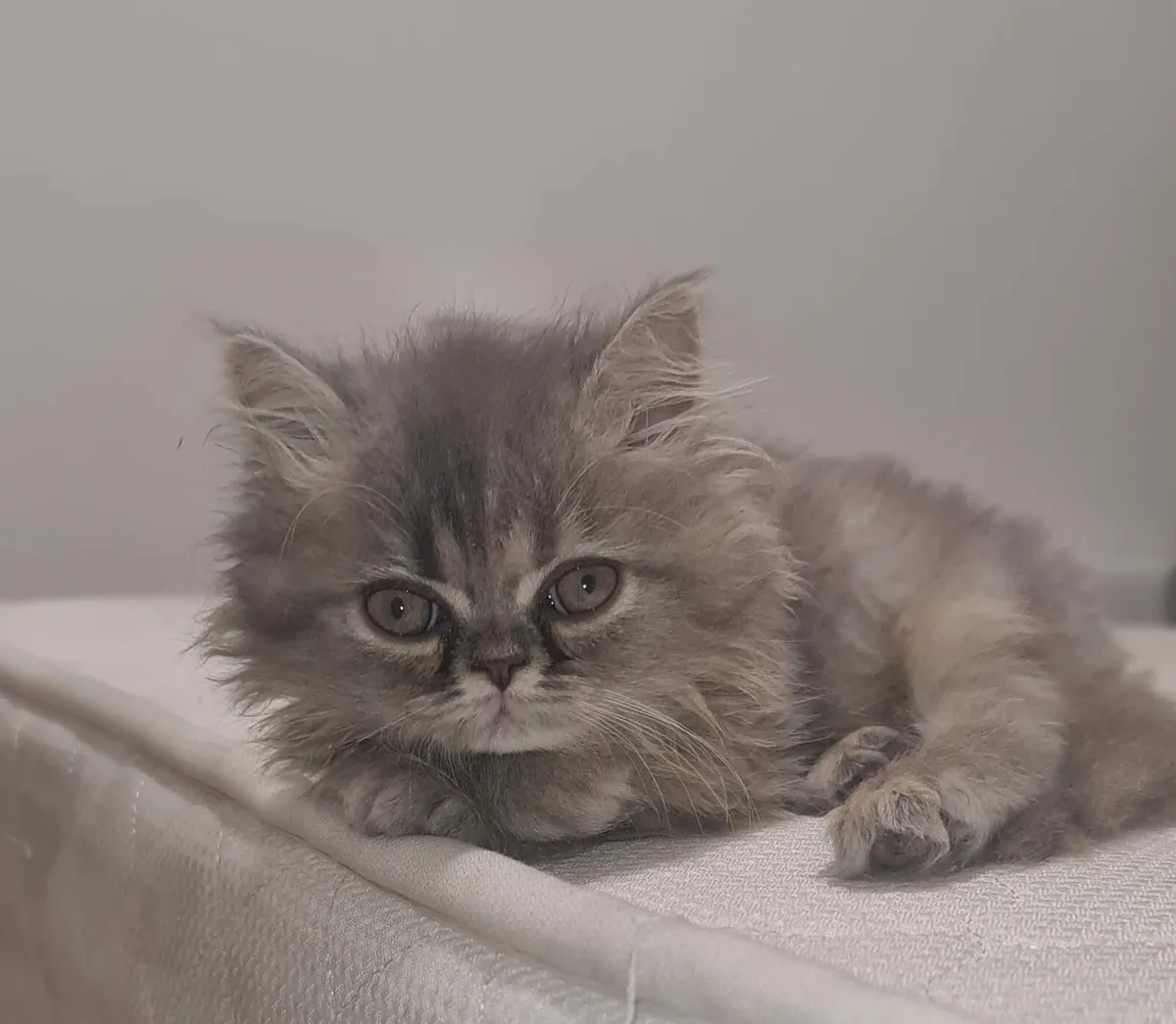 Kittens - Image 1