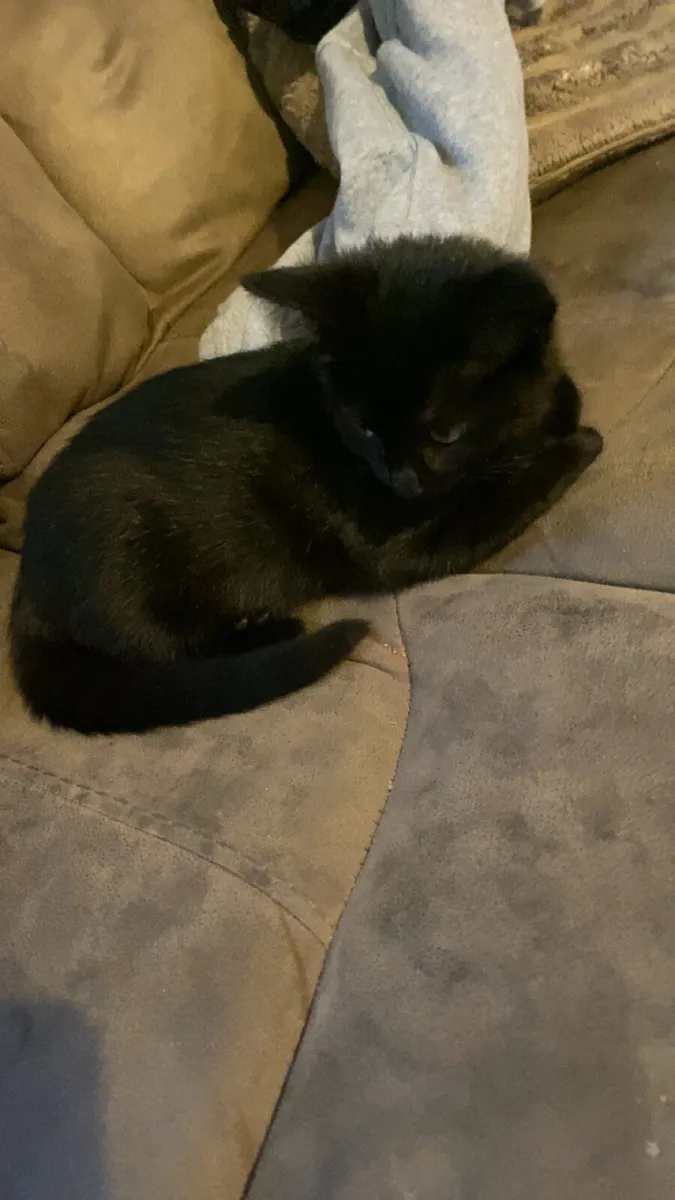 Black kitten looking for a forever home 🐾 - Image 1