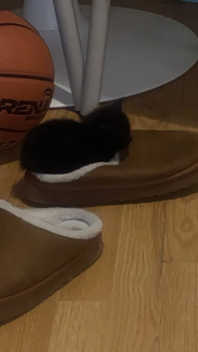 Black kitten looking for a forever home 🐾 - Image 2