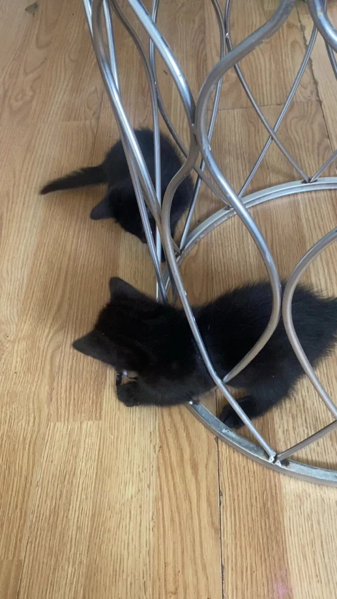 Black kitten looking for a forever home 🐾 - Image 4