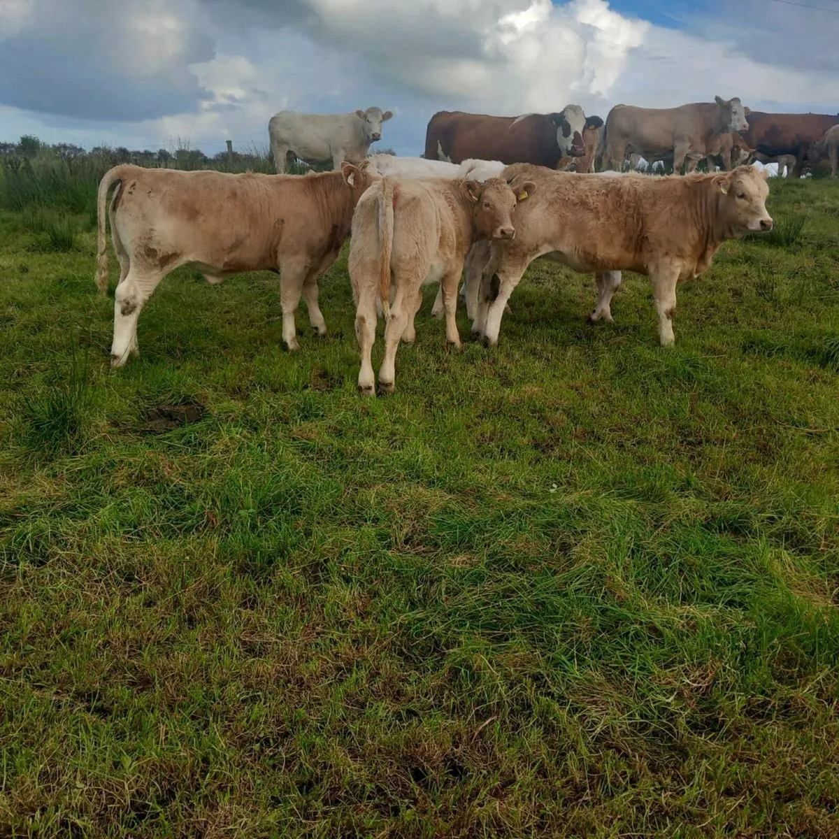 Heifer weanlings for sale - Image 2