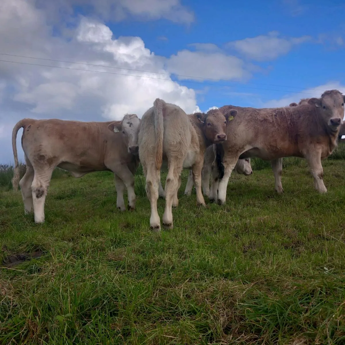 Heifer weanlings for sale - Image 3