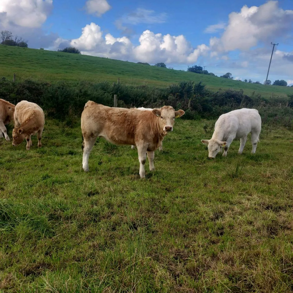 Heifer weanlings for sale - Image 1
