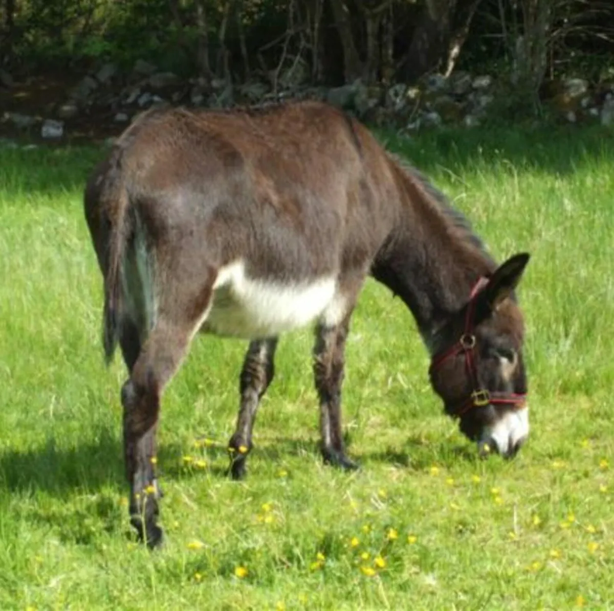 Donkey