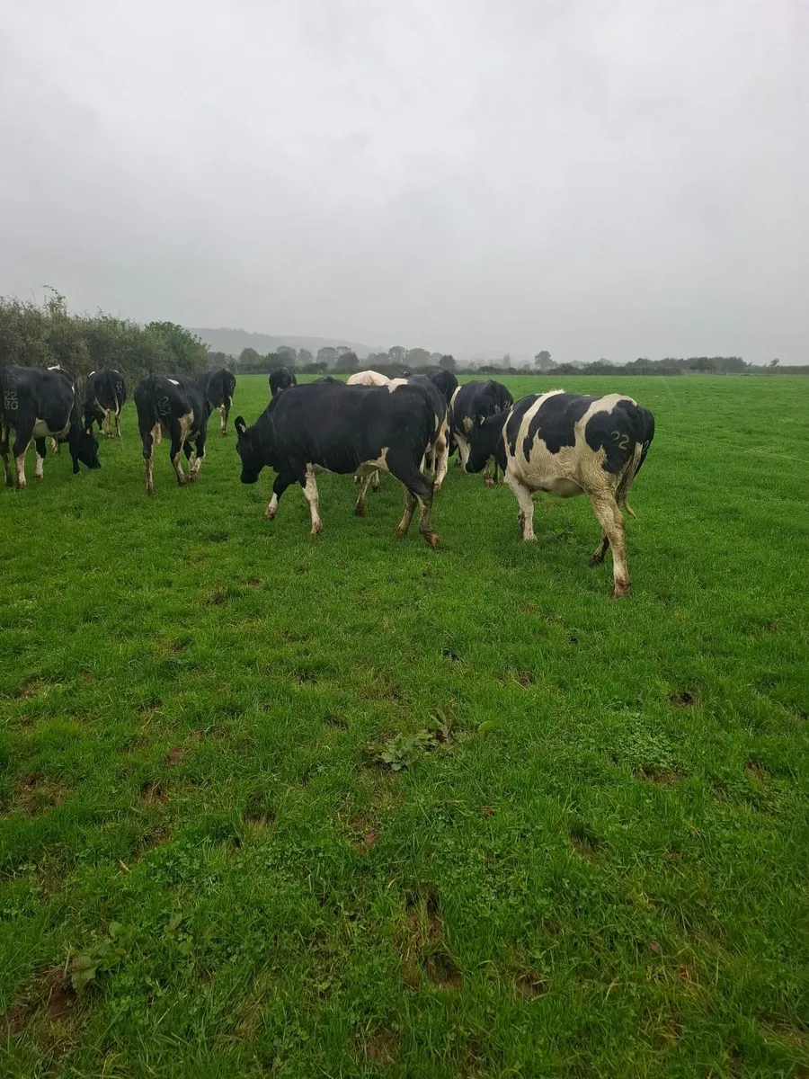 Incalf heifers - Image 1