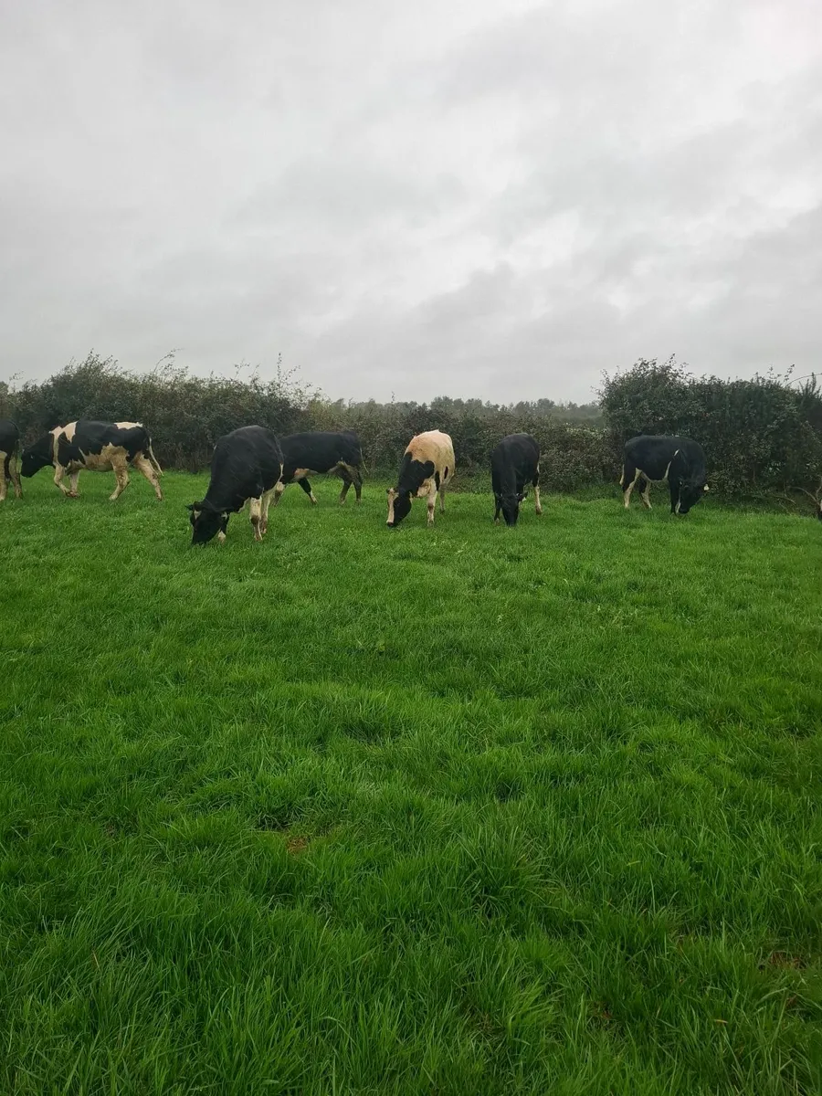 Incalf heifers - Image 2