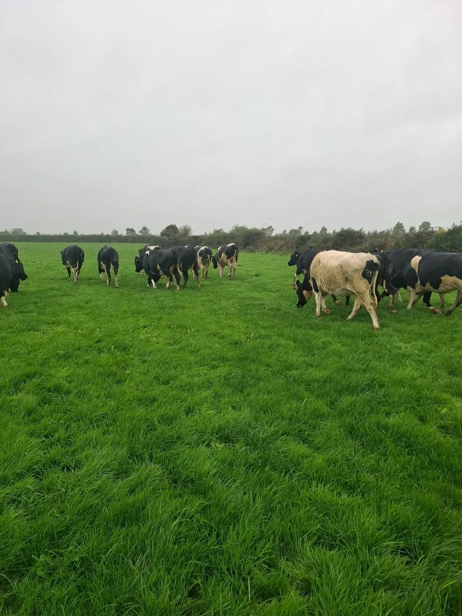 Incalf heifers - Image 3