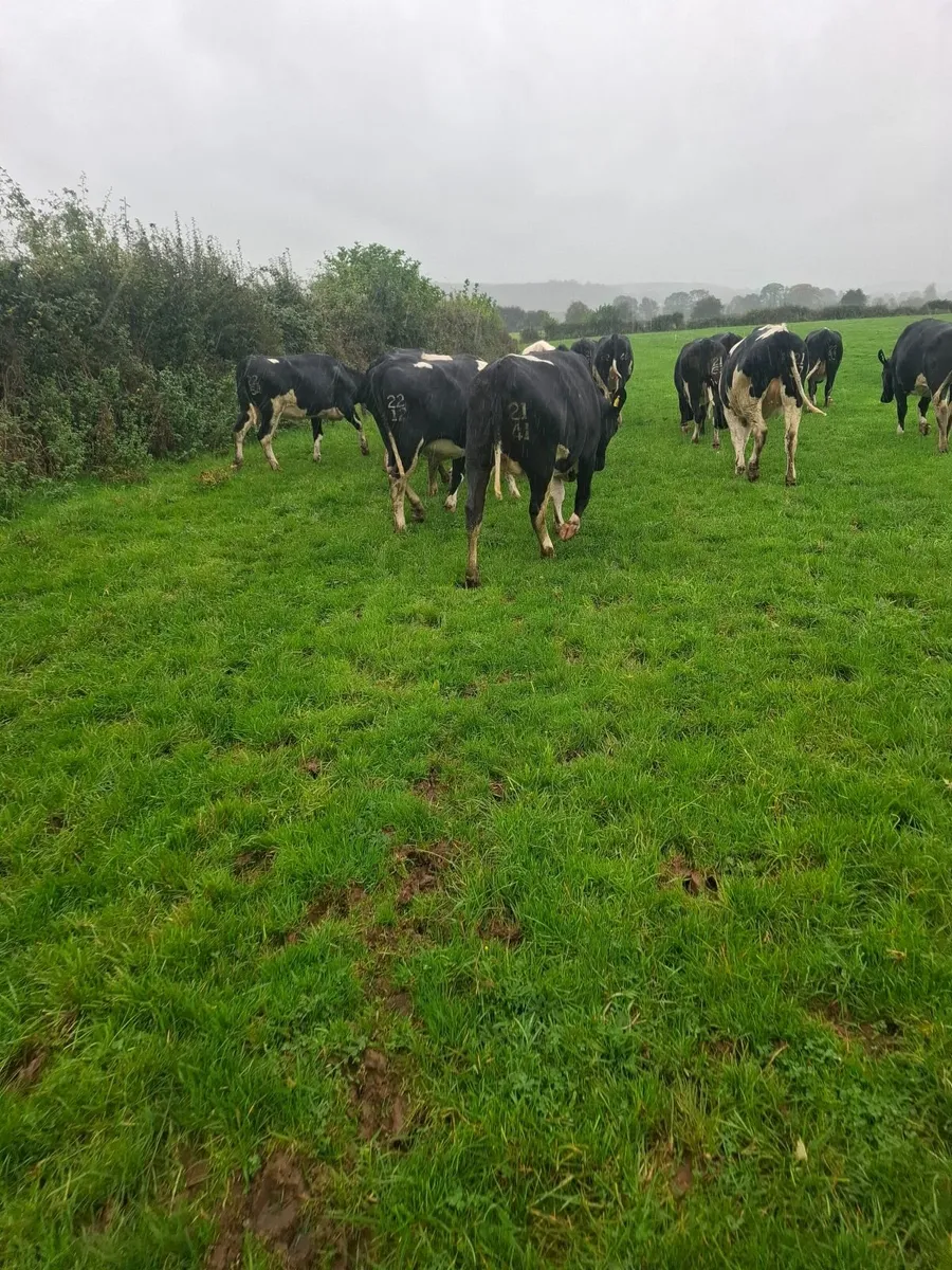 Incalf heifers - Image 4