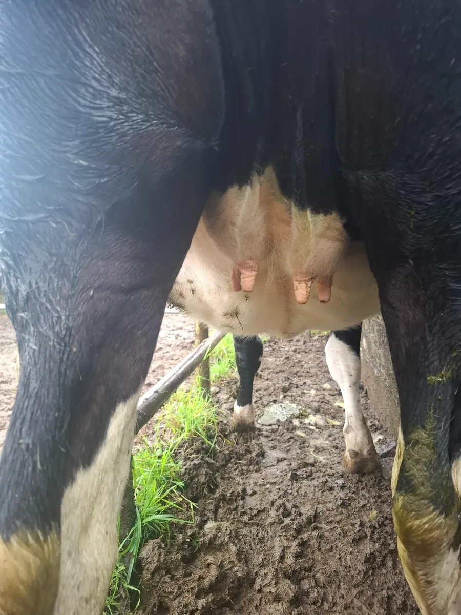 10 Incalf heifers - Image 2