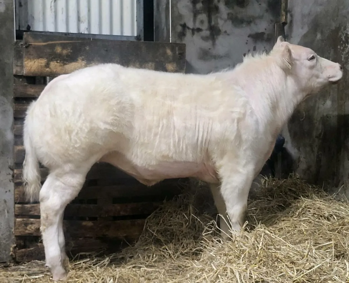 Show heifer weanling - Image 1
