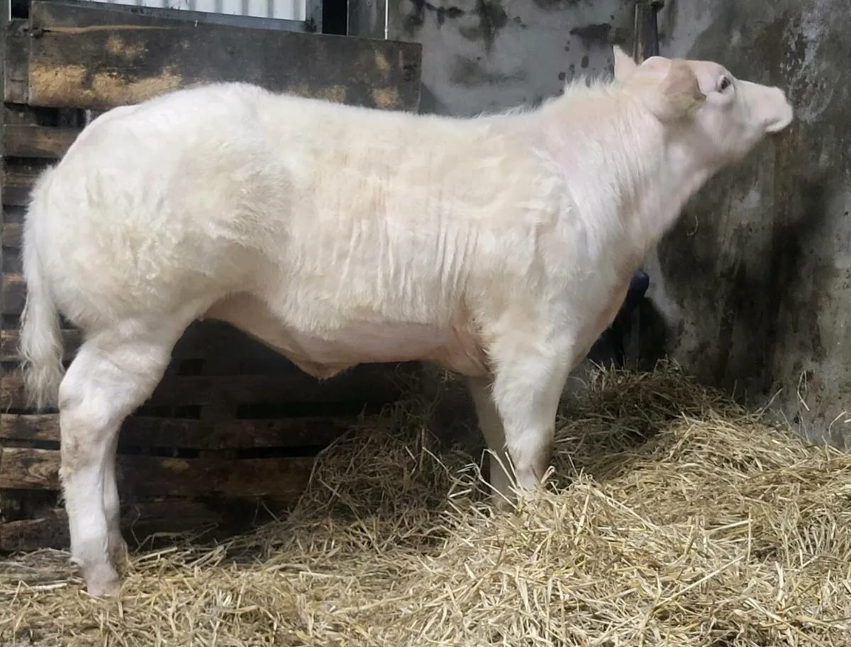 Show heifer weanling - Image 2