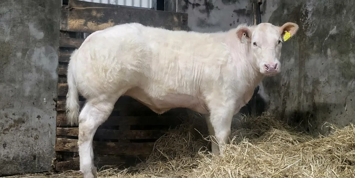 Show heifer weanling - Image 3