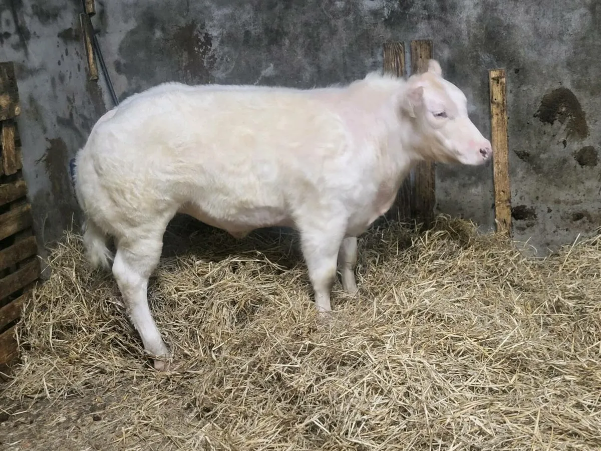 Show heifer weanling - Image 4