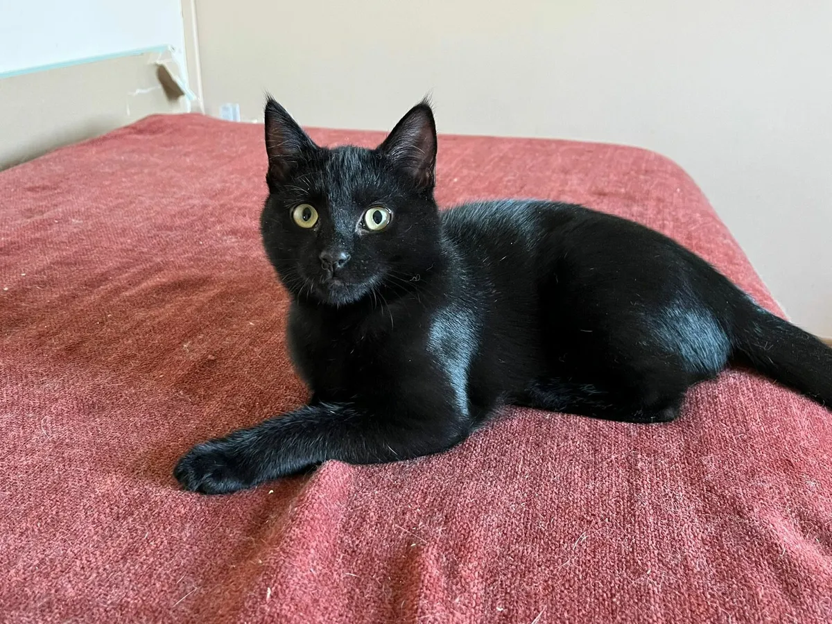 Ziggy and Zelda two black beauties - Image 1