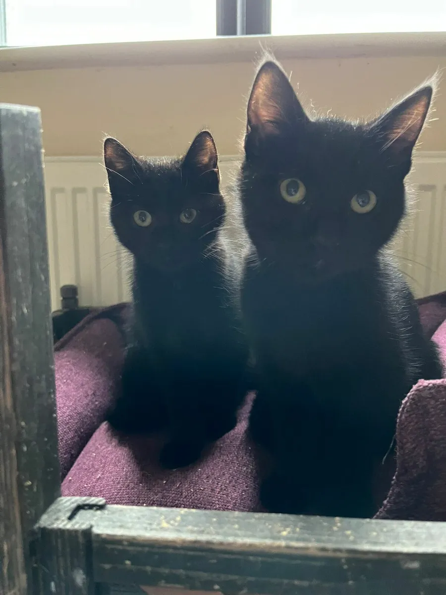 Ziggy and Zelda two black beauties - Image 4