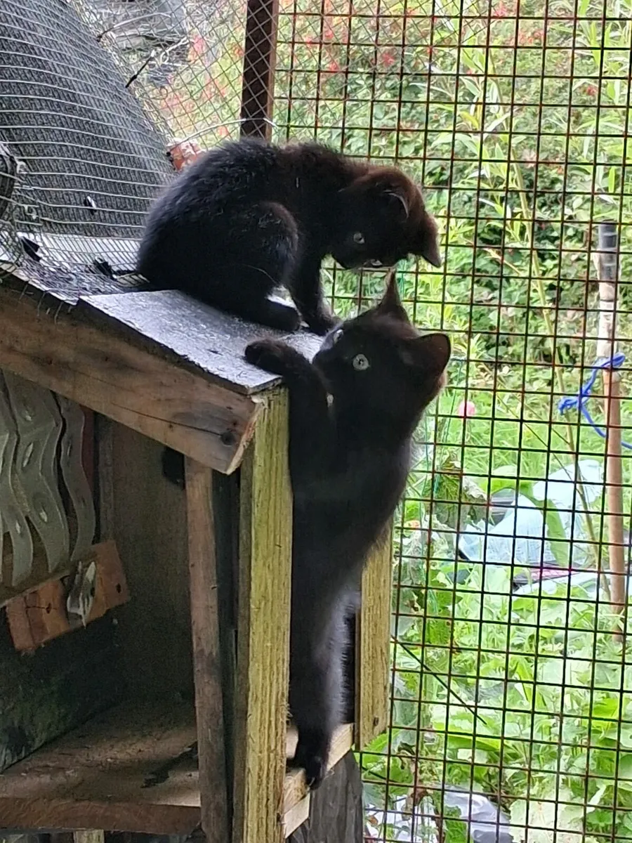 Ziggy and Zelda two black beauties - Image 1