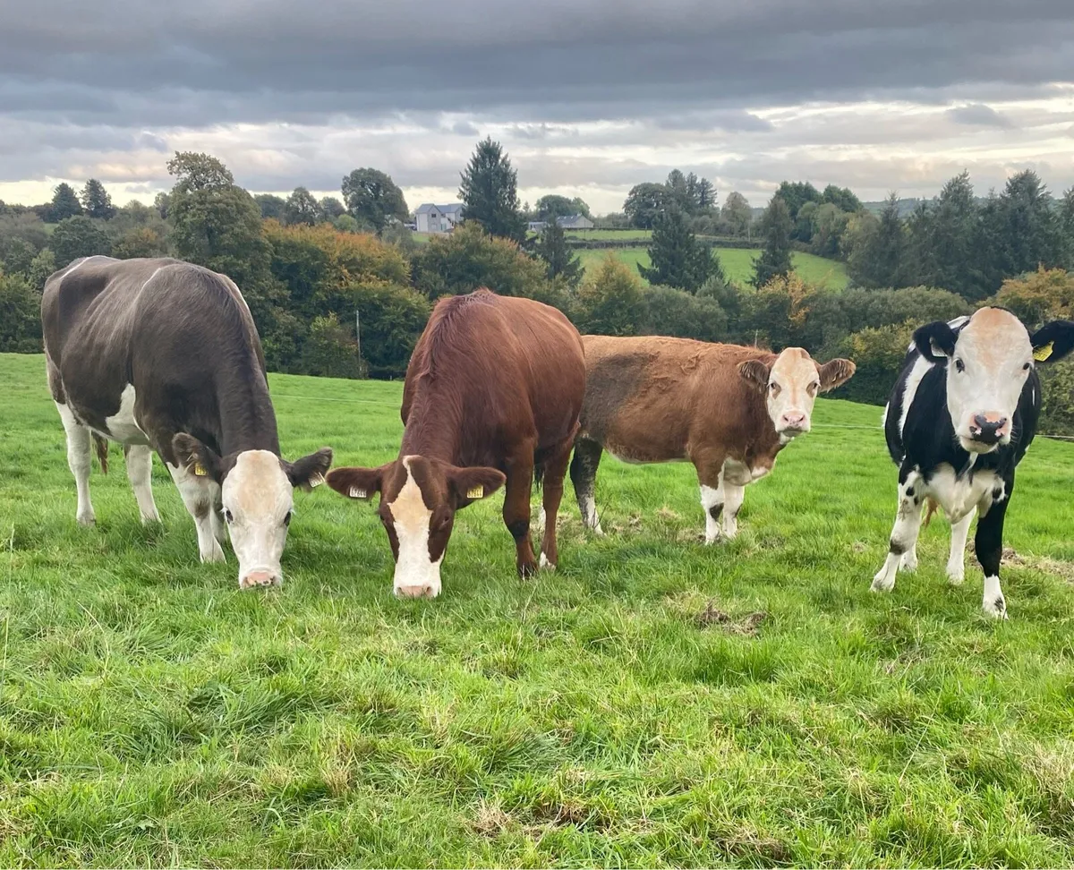 Incalf Fleckvieh heifers - Image 1