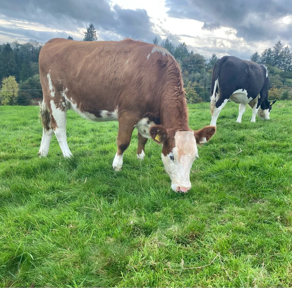 Incalf Fleckvieh heifers - Image 2