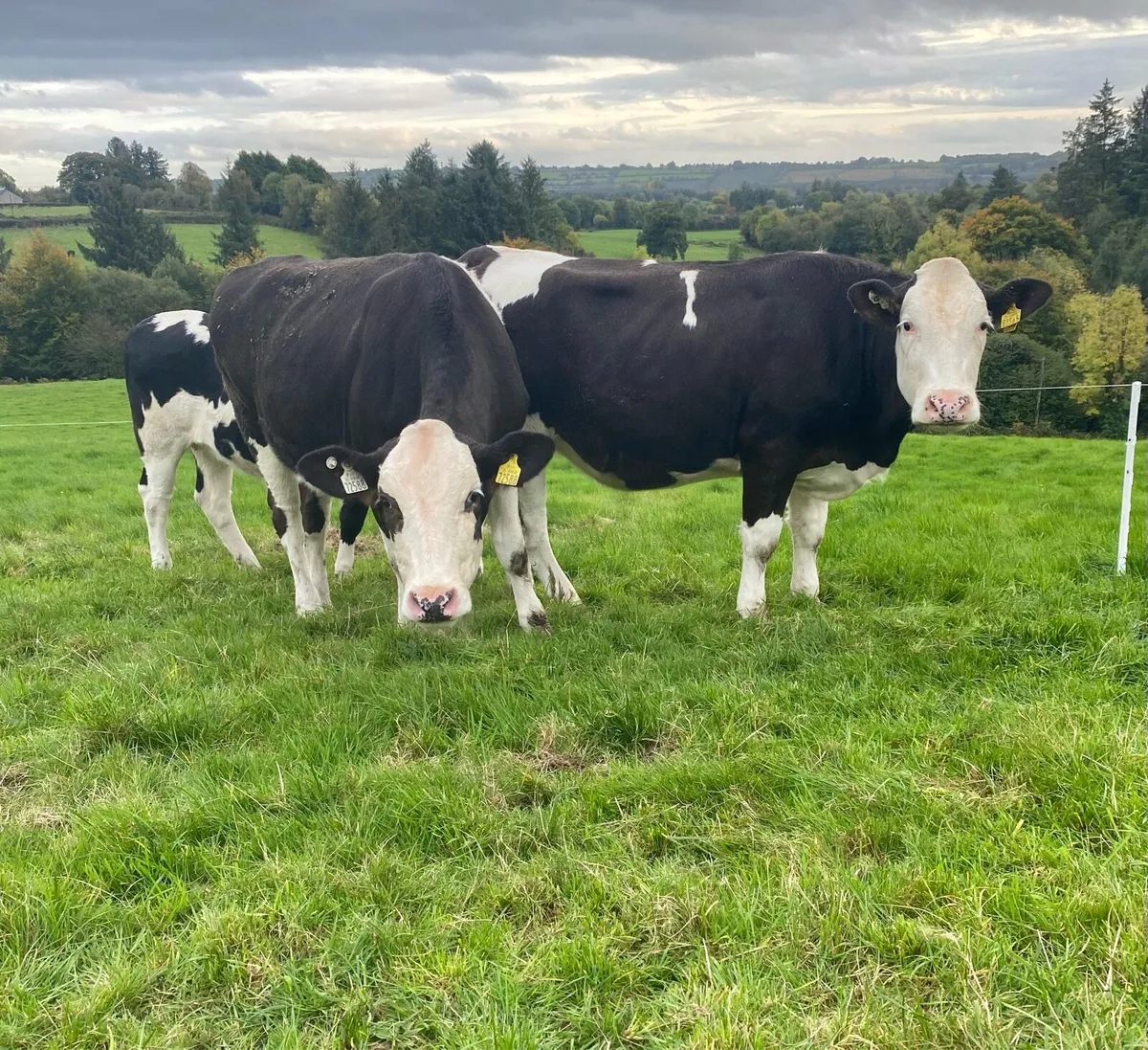 Incalf Fleckvieh heifers - Image 3