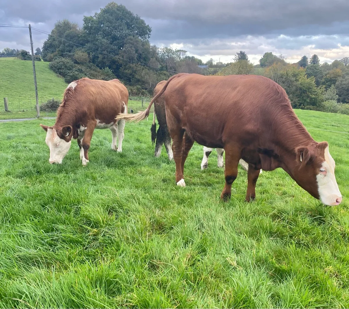 Incalf Fleckvieh heifers - Image 4