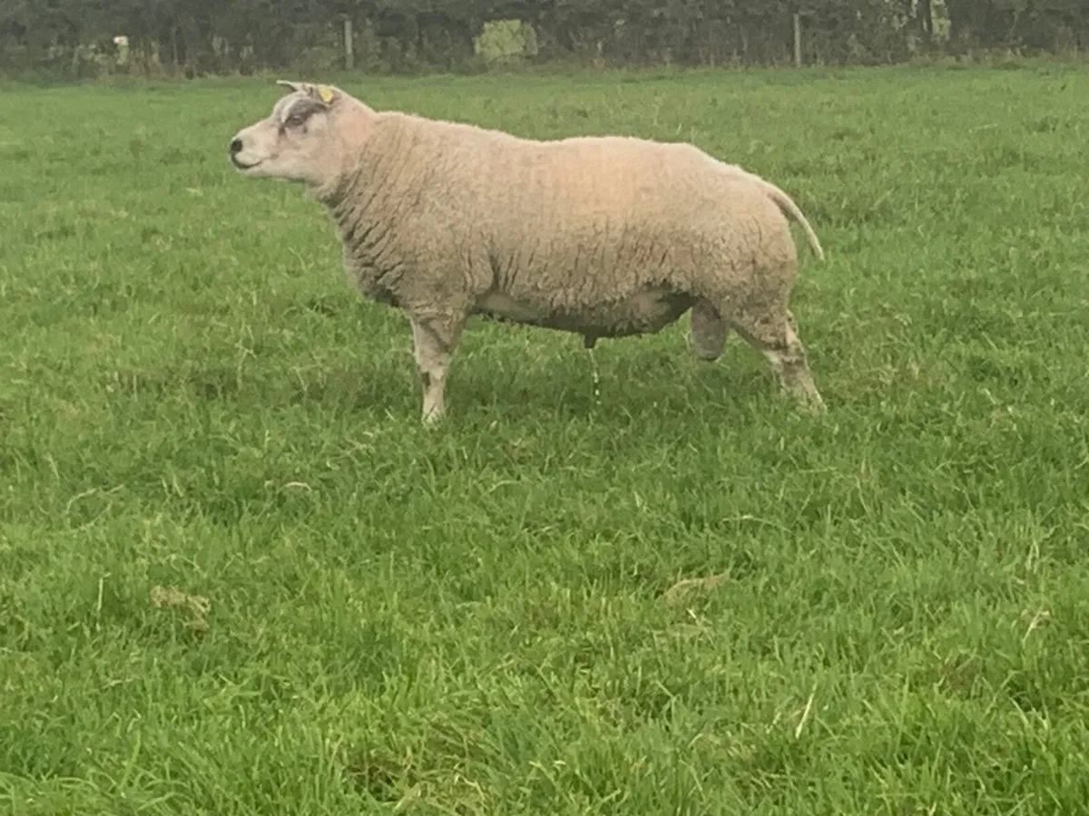 Beltex rams - Image 2