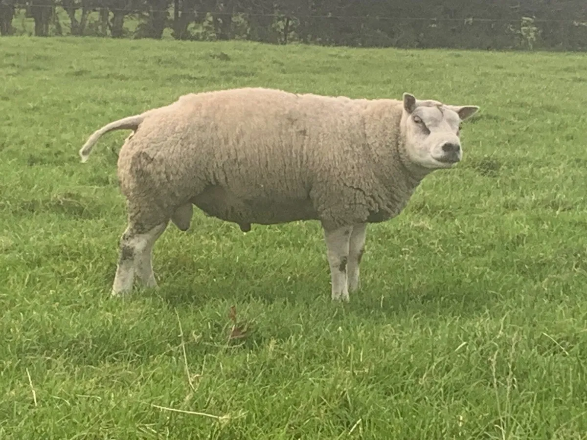 Beltex rams - Image 3