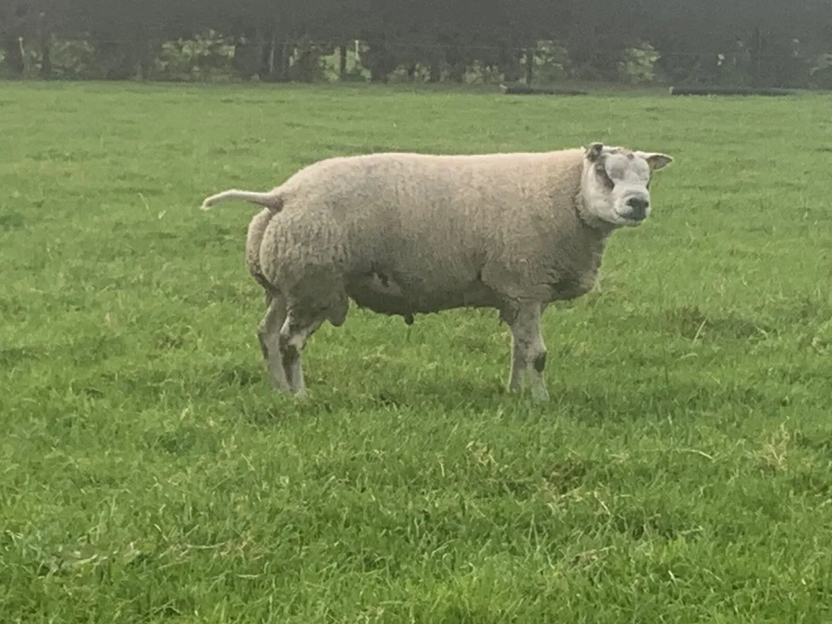 Beltex rams - Image 4