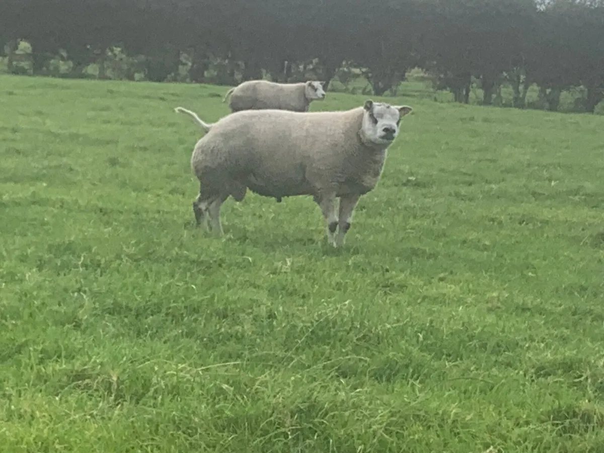 Beltex rams - Image 1