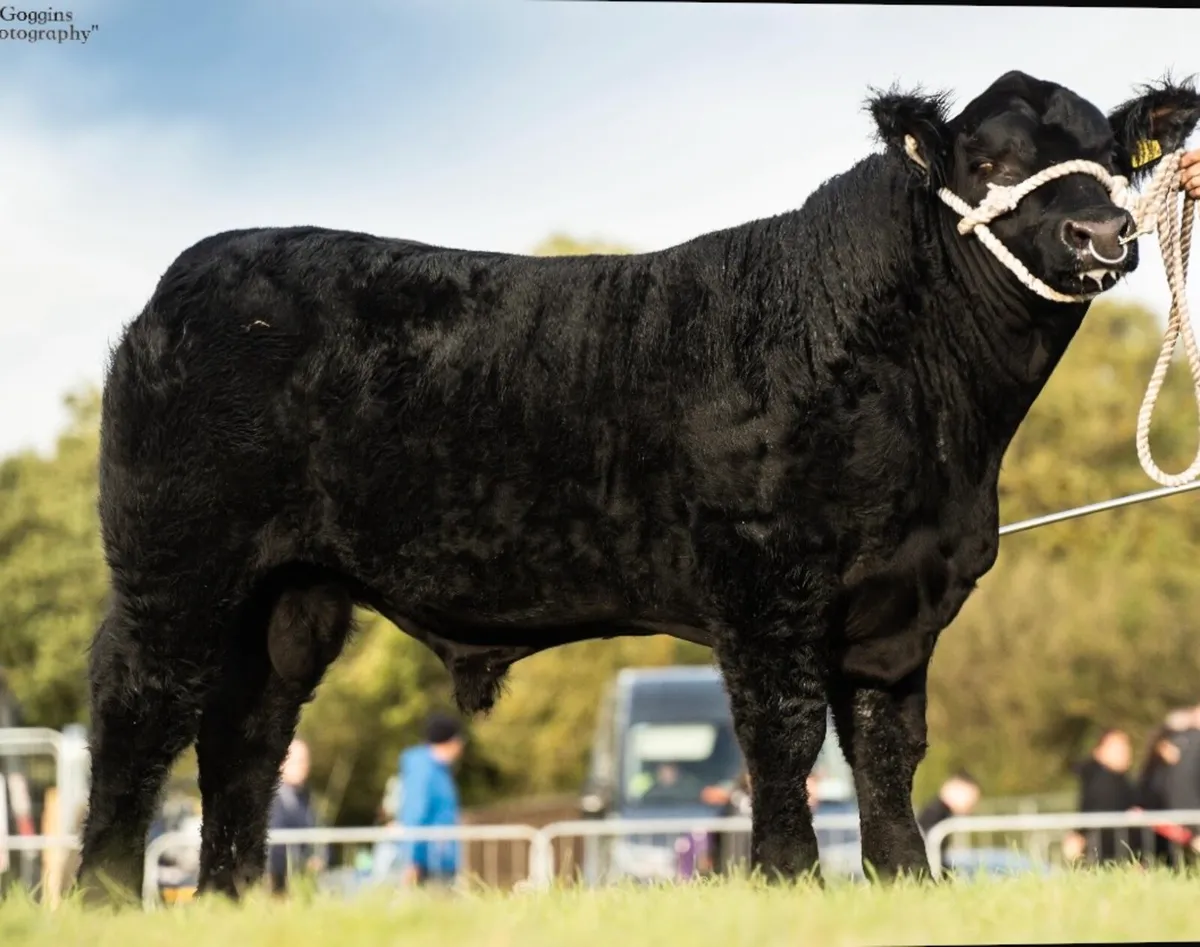 DRUMBEERA ANGUS - Image 1