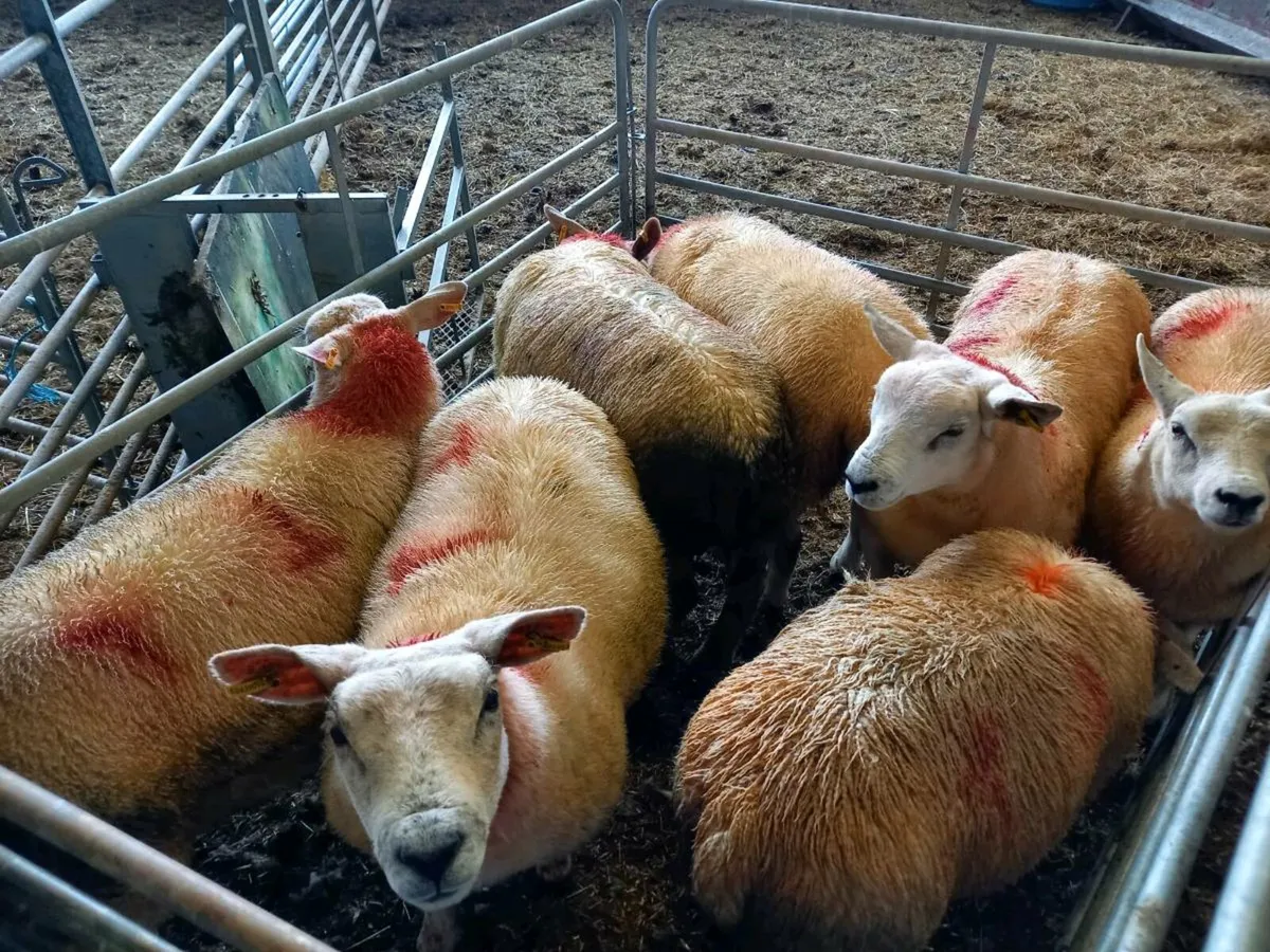 FOR SALE EWE LAMBS - Image 1